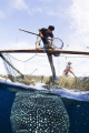   Fisherman feeding Whaleshark anchovies  